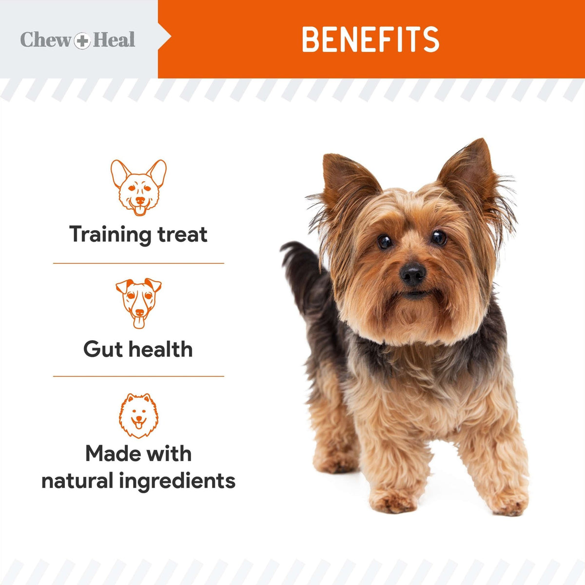 Pumpkin & Prebiotic Fiber Crunchy Biscuit Dog Treats - Eva Pet - Chew + Heal