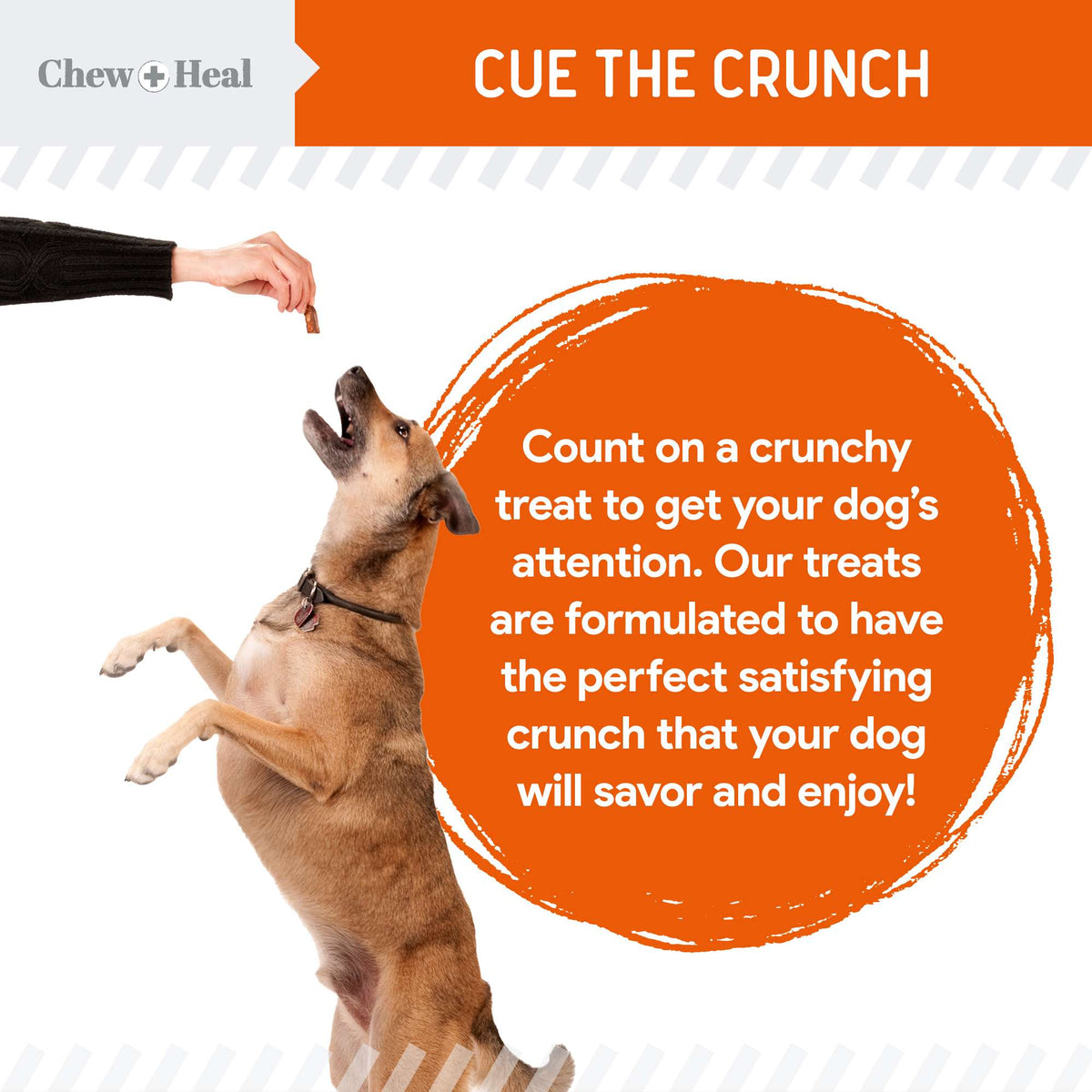 Pumpkin & Prebiotic Fiber Crunchy Biscuit Dog Treats - Eva Pet - Chew + Heal