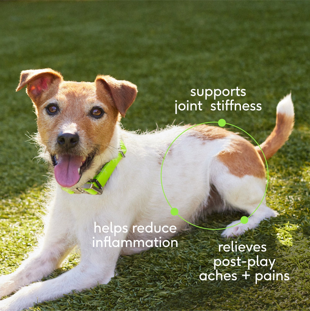 RELIEF CHEWS - Eva Pet - Native Pet
