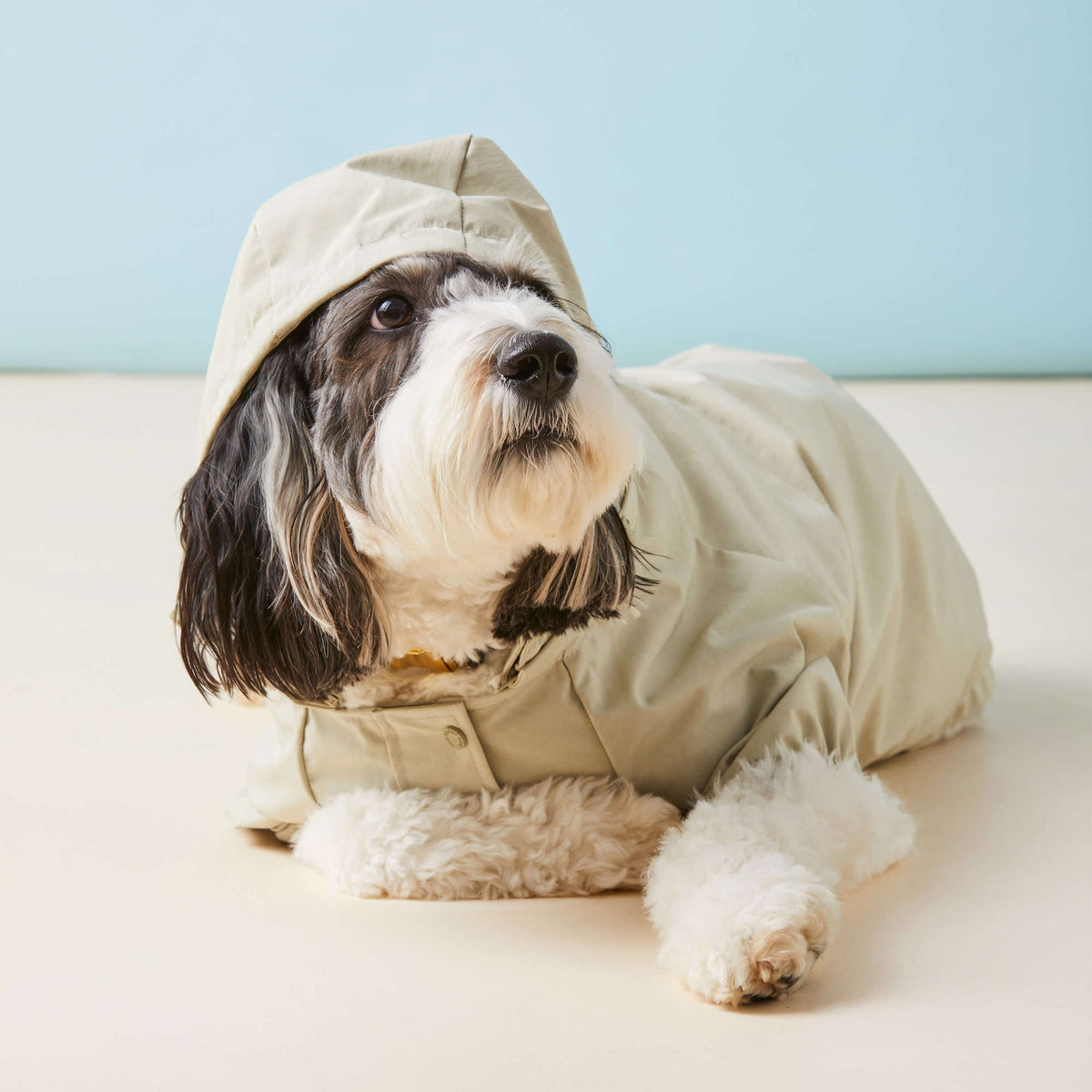 Sage Dog Raincoat - Eva Pet - The Foggy Dog