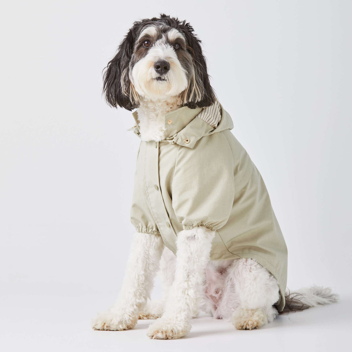 Sage Dog Raincoat - Eva Pet - The Foggy Dog
