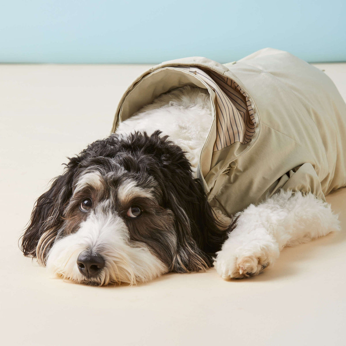 Sage Dog Raincoat - Eva Pet - The Foggy Dog
