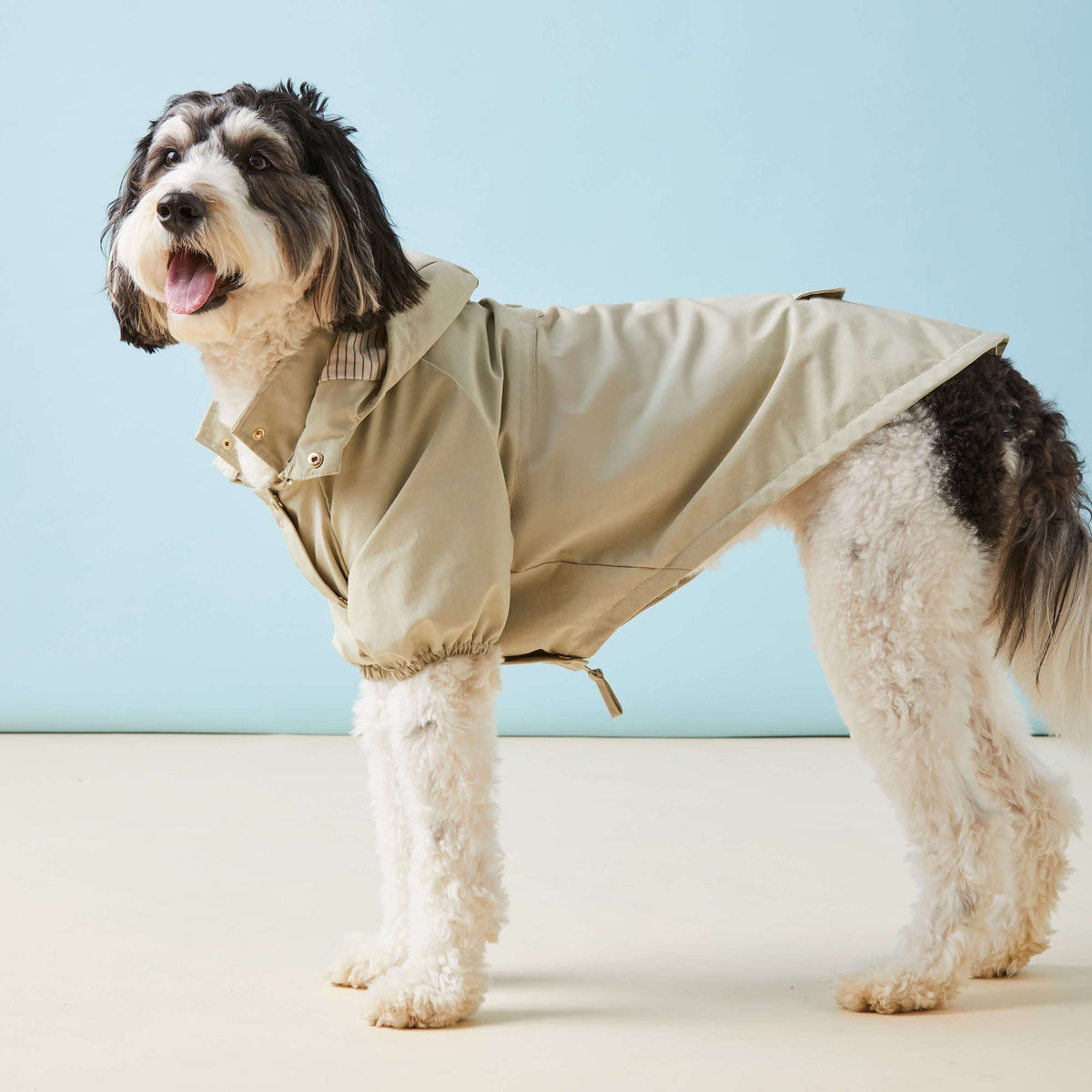 Sage Dog Raincoat - Eva Pet - The Foggy Dog