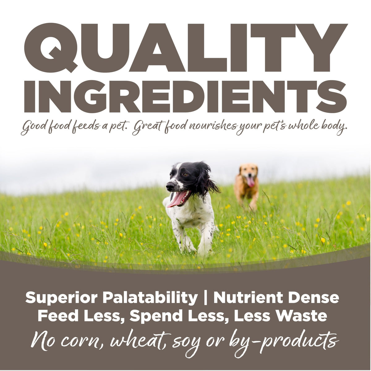 Senior Chicken & Rice - Eva Pet - NutriSource