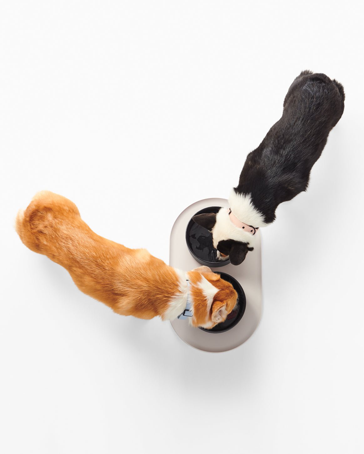 Signature Bowl Mat - Eva Pet - Fable Pets