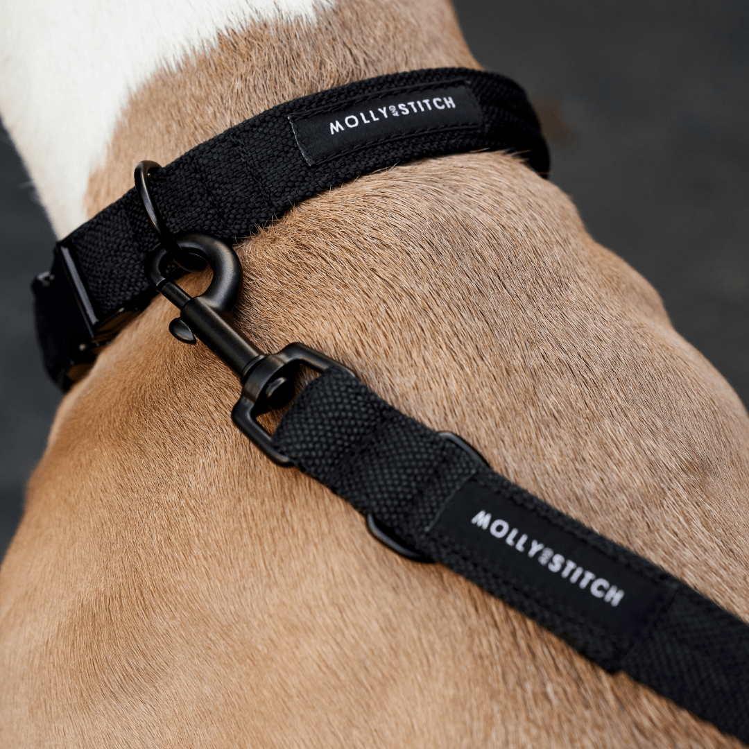 Soft Rock Collar - Black - Eva Pet - mollyandstitchus