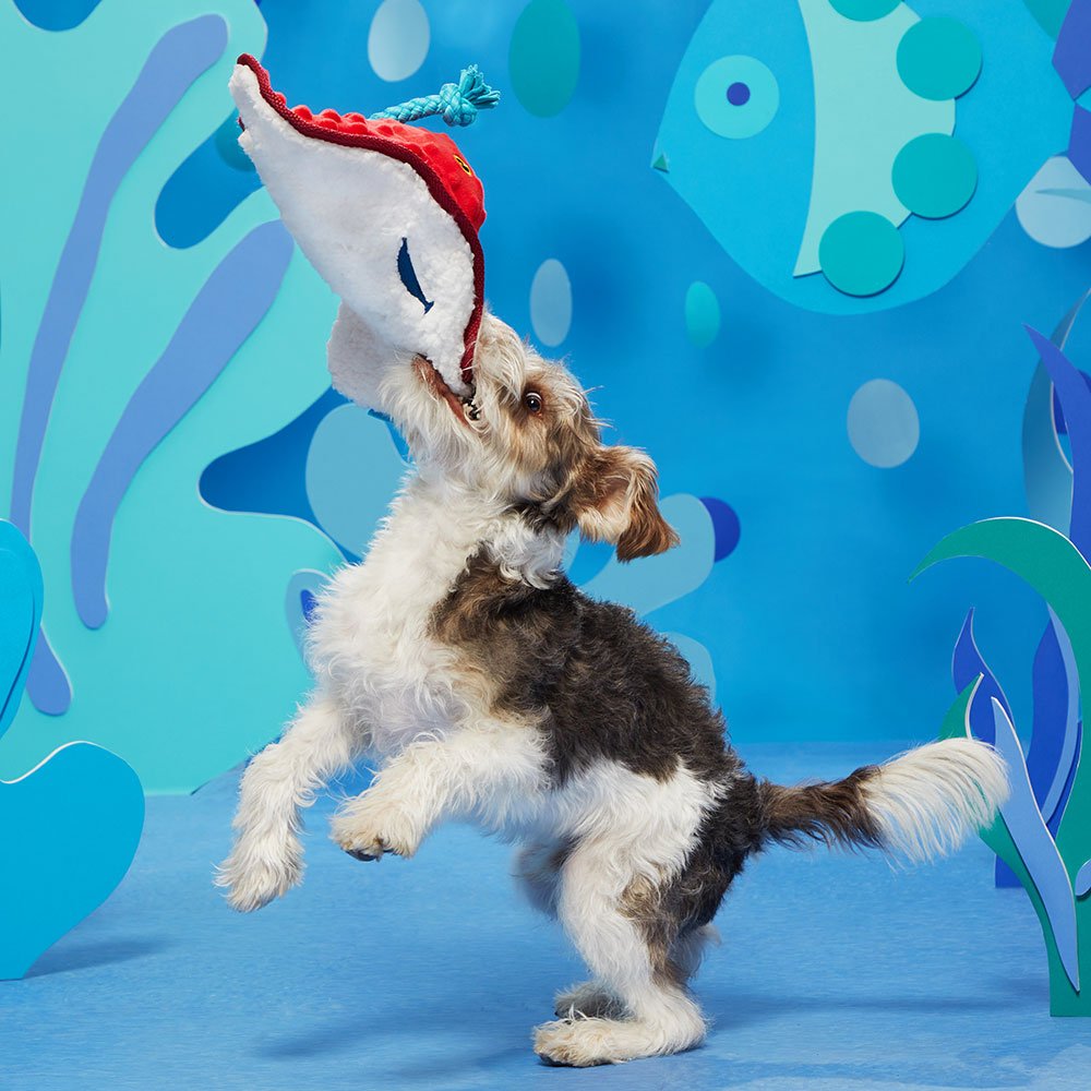 Sting Crosby the Ray Toy - Eva Pet - BARK