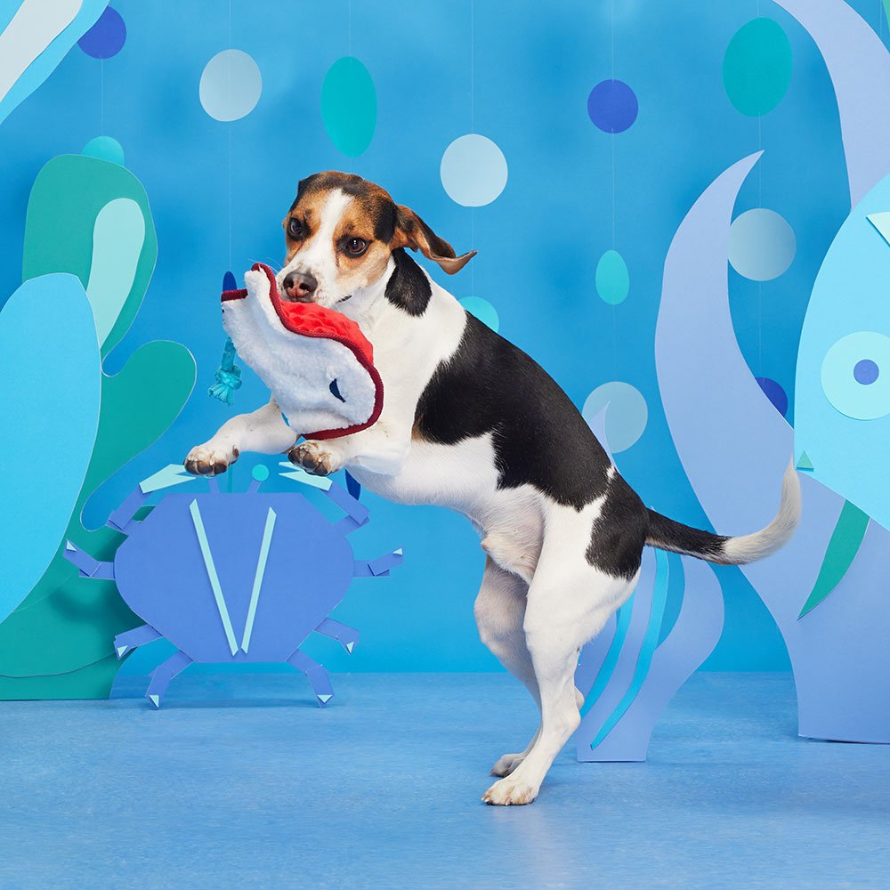 Sting Crosby the Ray Toy - Eva Pet - BARK