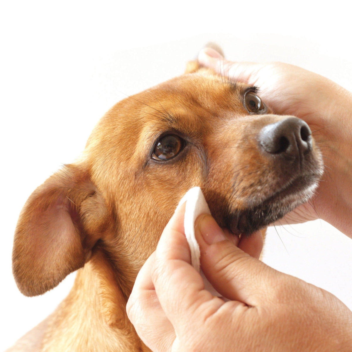 Tear Stain Removing Under Eye Wipes - Eva Pet - Pure and Natural Pet