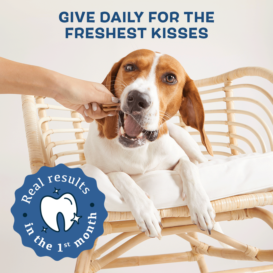 The Bright Dental Kit - Eva Pet - BARK