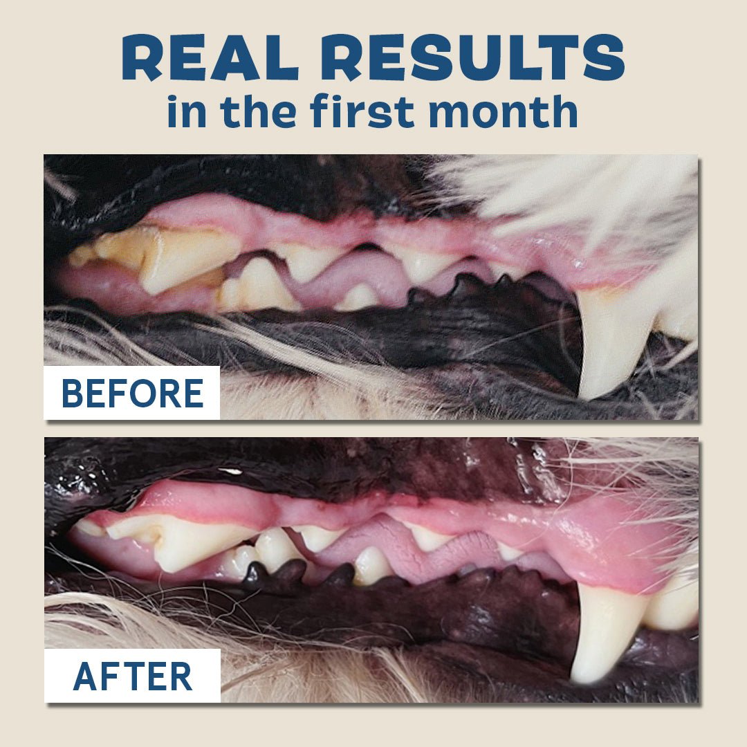 The Bright Durable Dental Kit - Eva Pet - BARK