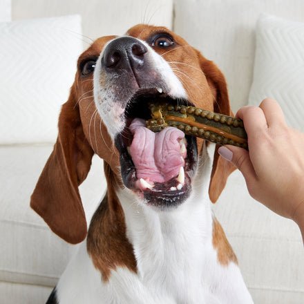The Bright Durable Dental Kit - Eva Pet - BARK