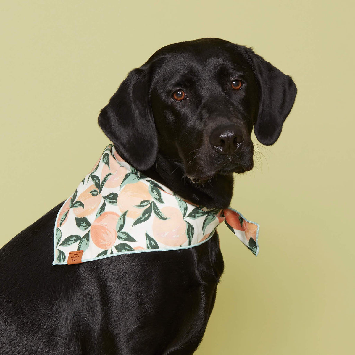 The Everyday Elevated Set - Eva Pet - Eva Pet
