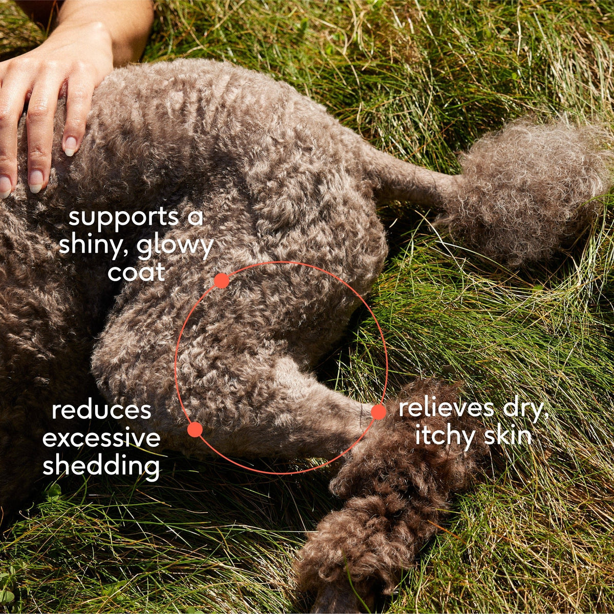 The New Pup Starter Kit - Eva Pet - Eva Pet