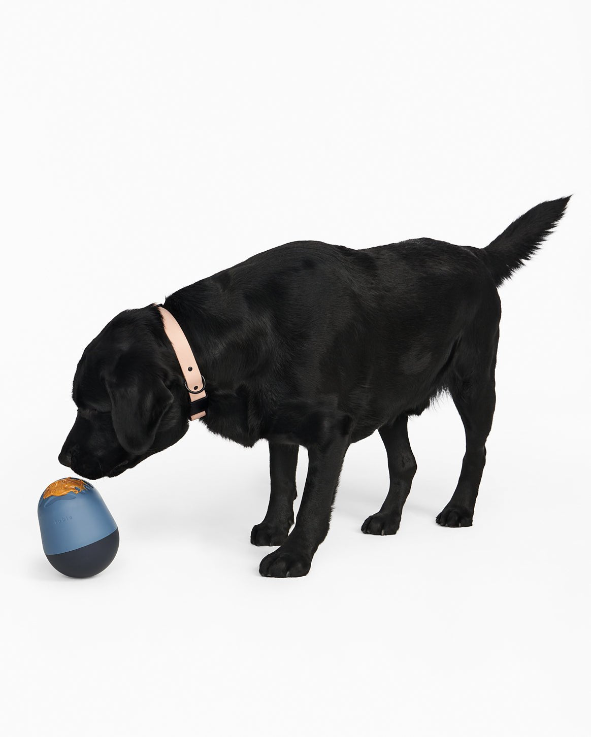The Puffin™ Game - Eva Pet - Fable Pets