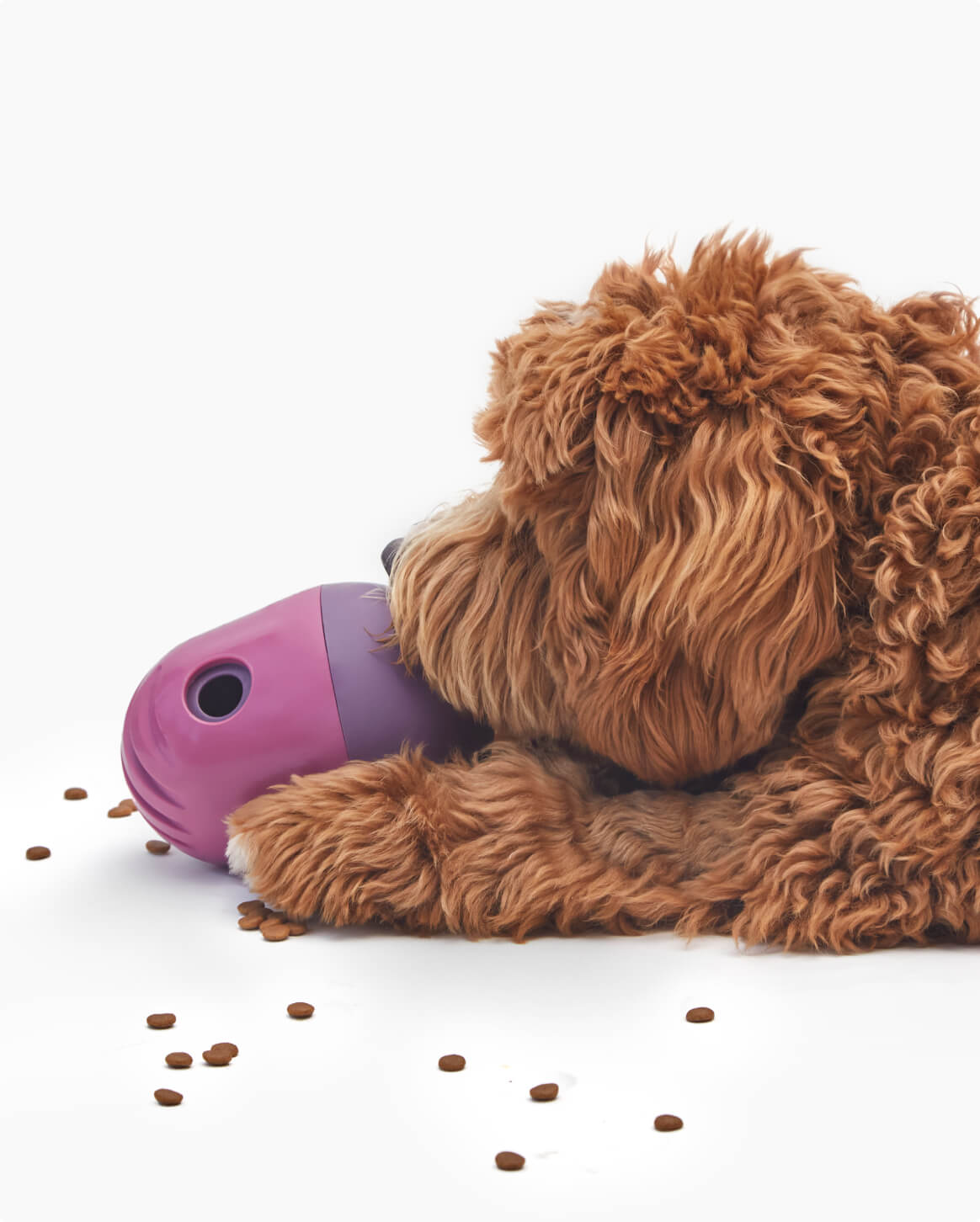 The Puffin™ Game - Eva Pet - Fable Pets
