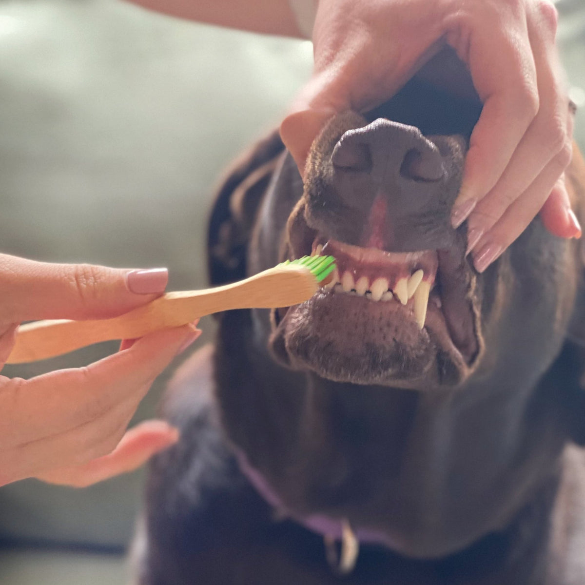 Tooth Gel and Bamboo Toothbrush for Large Dogs - Organic Dental Solutions® - Eva Pet - Pure and Natural Pet
