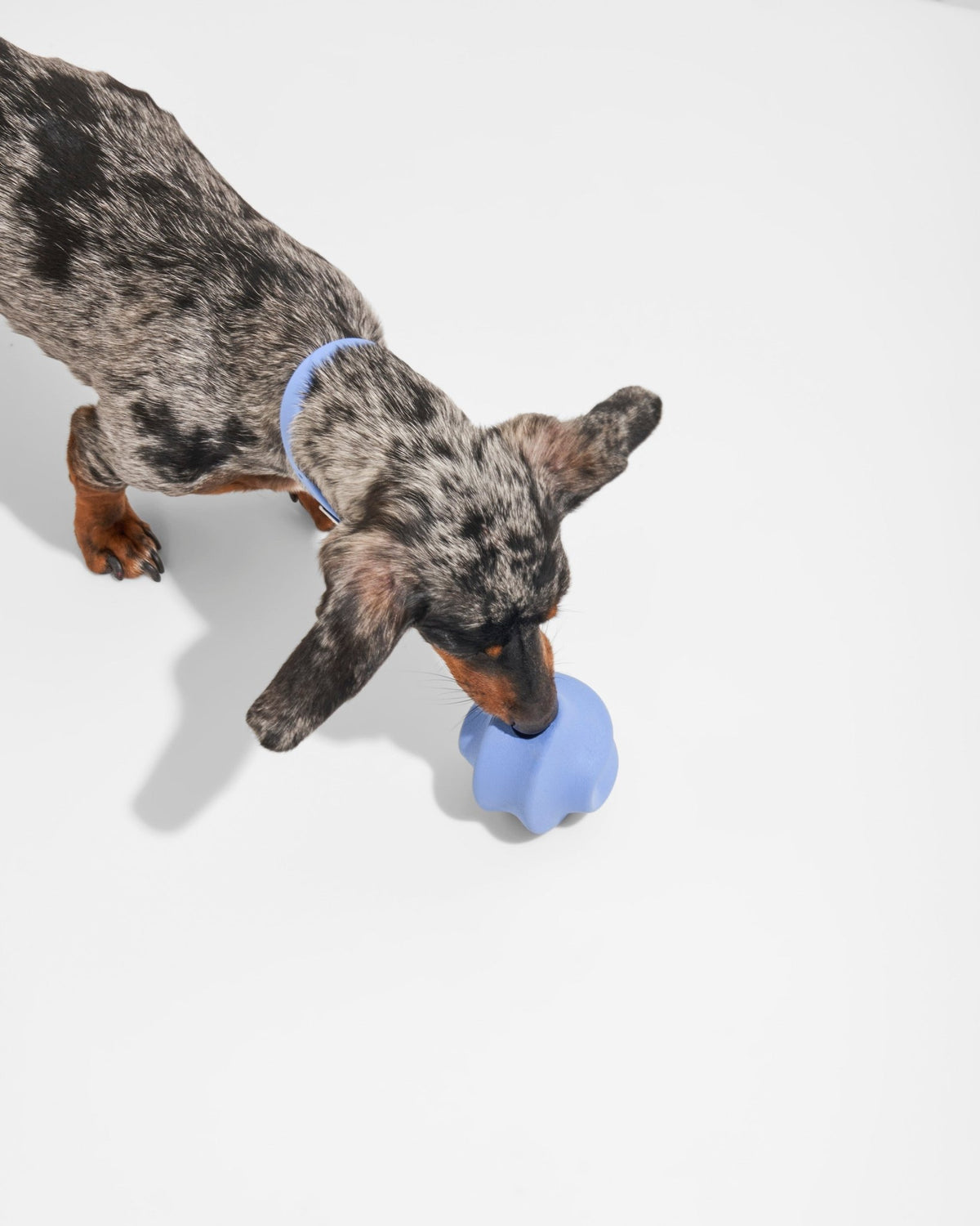 Twist Toss - Eva Pet - Wild One