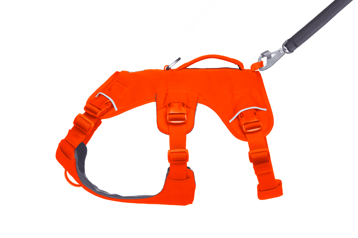 Web Master™ Dog Harness with Handle - Eva Pet - Ruff Wear Inc.