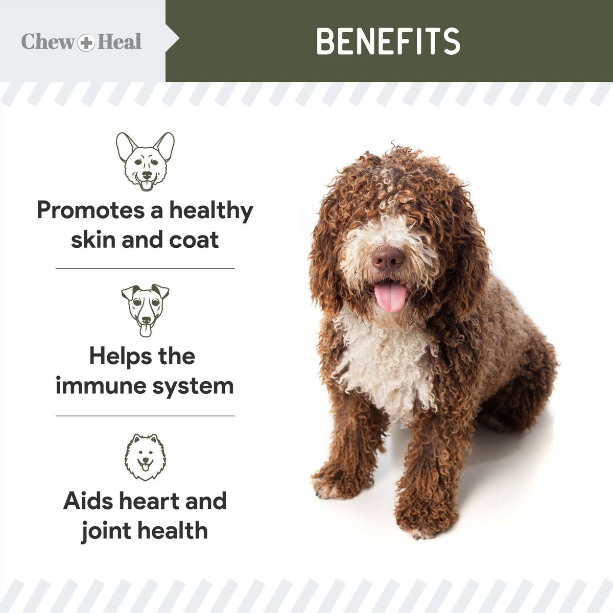 Wild - Caught Cod Liver Oil Salmon Oil Alternative Skin & Coat Liquid Supplement for Dogs - Eva Pet - Chew + Heal