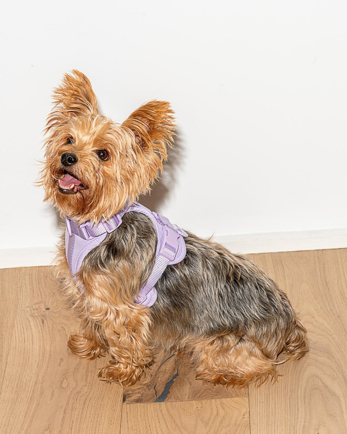 Wild One Dog Harness - Eva Pet - Wild One