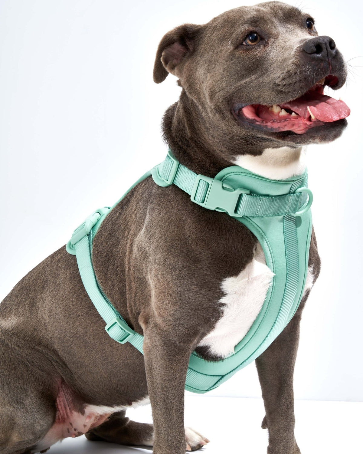 Wild One Dog Harness - Eva Pet - Wild One