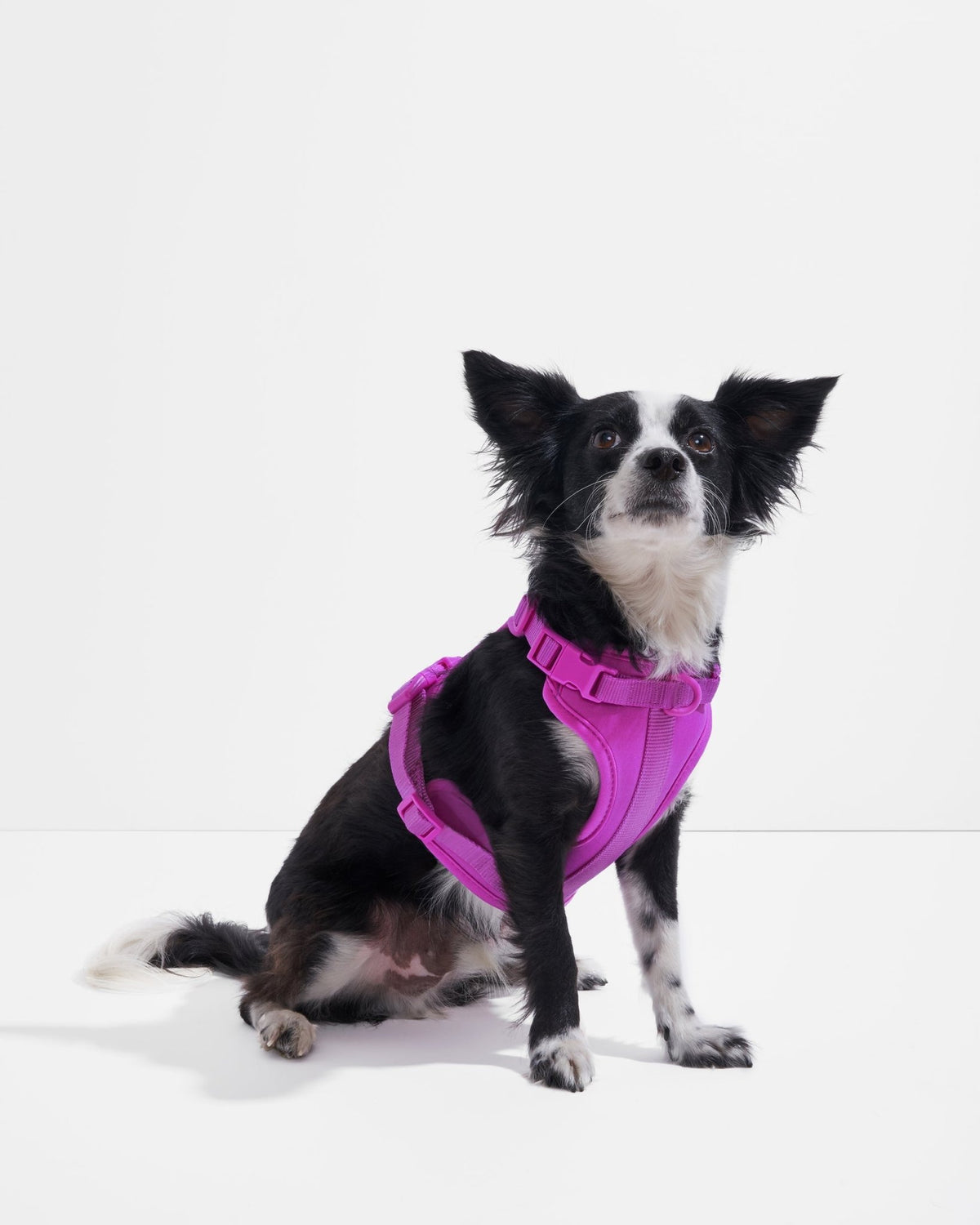 Wild One Dog Harness - Eva Pet - Wild One