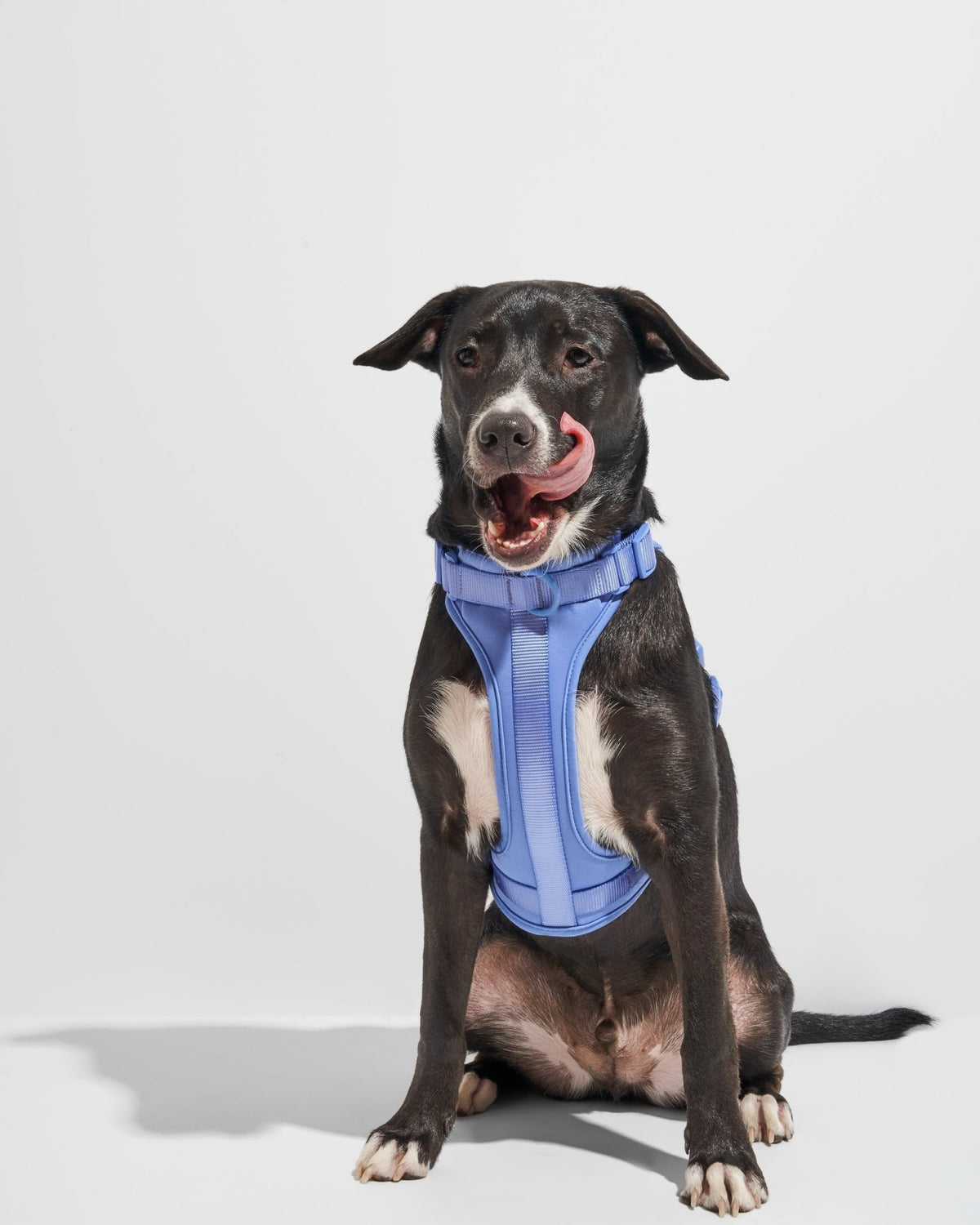 Wild One Dog Harness - Eva Pet - Wild One