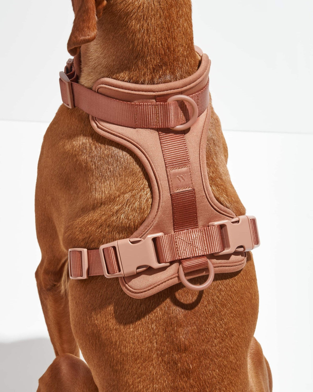 Wild One Dog Harness - Eva Pet - Wild One