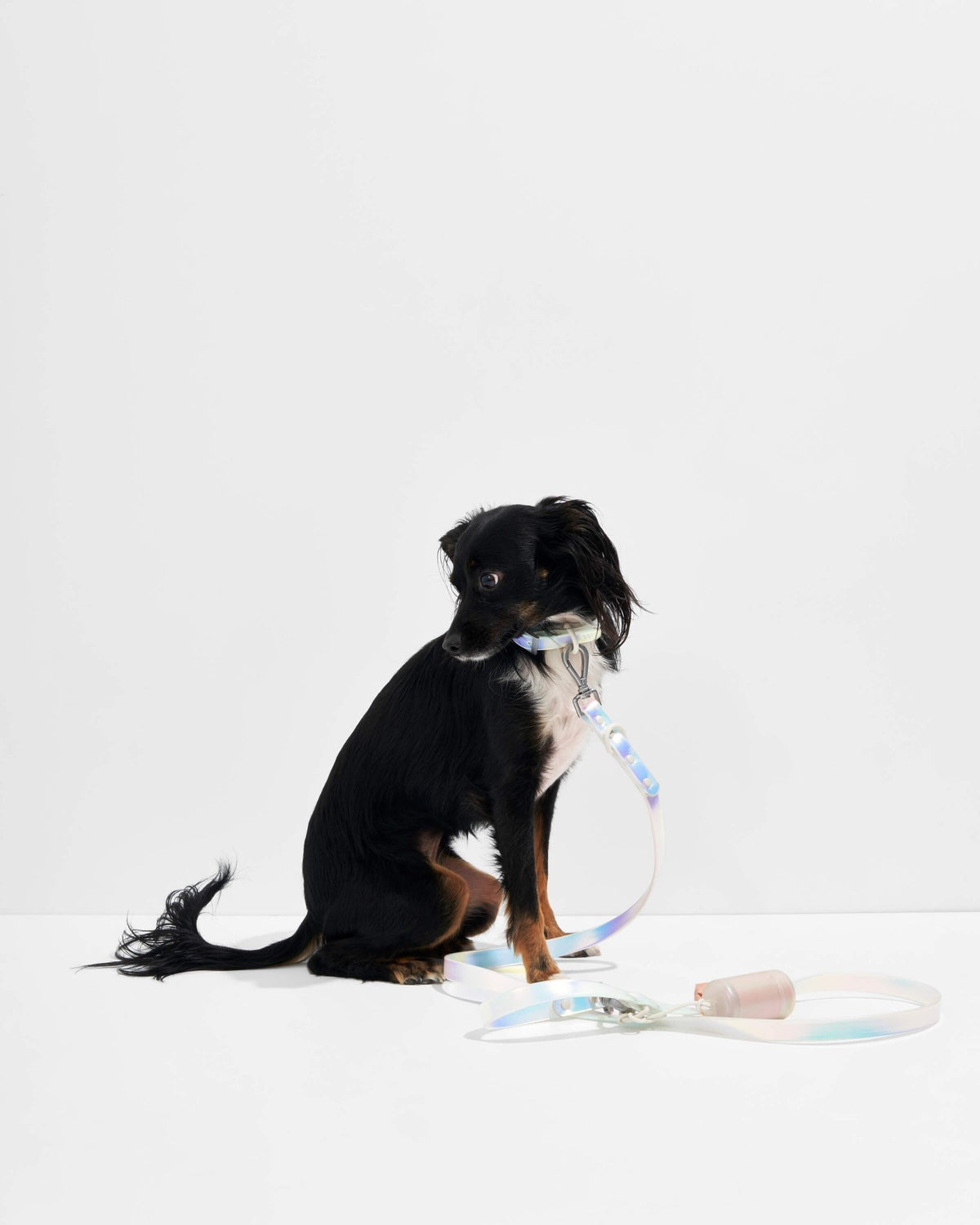 Wild One Dog Leash - Eva Pet - Wild One