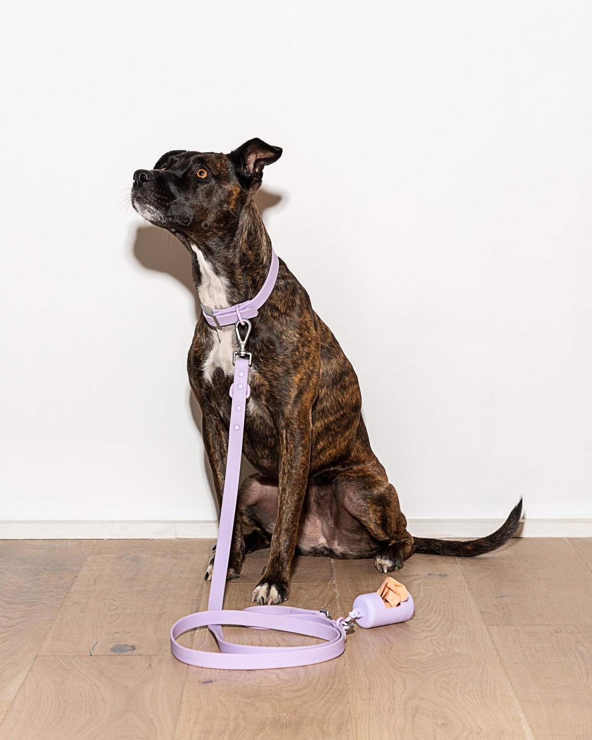Wild One Dog Leash - Eva Pet - Wild One